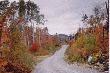 W krainie bobra i klonowego li�cia.
Nawi�zuj�c do tytu�u ksi��ki "Kanada - kraj bobra i klonowego li�cia" za��czam kilka zdj�� z miej�c, kt�re opisywa�em w tej ksi��ce. Z Temagami (Ci co przeczytali ksi��k�, b�d� mie� dodatkowe spojrzenie na t� przepi�kn� okolic�), Timmins,  Cochrane, Kapuskasing oraz innych rejon�w p�nocnego Ontario.  

Za��czam te� troch� z "Icewine". Co to jest?

Dla wielu ludzi, szczeg�lnie z Europy, zaskoczeniem jest, �e jedno z najlepszych, najdro�szych i najs�odszych win na �wiecie, pochodzi z Kanady. Jest to wino lodowe „Icewine”. 

We wrze�niu lub pa�dzierniku, cz�� winogron w winnicach zostaje nie zebrana, pozostawiona na krzakach, kt�re przykrywa si� siatk� (ochrona przed ptakami) i czeka  na mrozy. W grudniu lub w styczniu, kiedy winogrona s� ju� bardzo s�odkie i kiedy temperatura jest conajmniej minus 8 stopni C., przyst�puje si� do ich zbioru, przewa�nie r�cznego (czasem noc�), ale ostatnio, coraz cz�ciej u�ywa si� do tego celu kombajn�w. 

Normalnie winogrono zawiera ok. 80% wody i ok. 20 % w�a�ciwego soku.

Wk�adaj�c do pras zamarzni�te winogrona jest si� w stanie wycisn�� najwy�ej 20% skoncentrowanego soku, nektaru, kt�ry nie zamarz�. Reszta, zamarzni�ta woda w postaci lodu (80%), pozostaje nie wyci�ni�ta i to jest odrzut. 

Buteleczka „Icewine”, o pojemno�ci 0.30 litra, kosztuje w Kanadzie, �rednio ok. 50 dolar�w. Ta sama butelka, ale ju� w Azji, gdzie to wino jest handlowym przebojem, kosztuje ok. 300 dolar�w. 

„Icewine”, zdobywa coraz wi�cej �wiatowych nagr�d, i uznanie smakoszy. Wiosn� 2001 roku, kanadyjskie wino lodowe, zosta�o po raz pierwszy dopuszczone na rynek europejski (do tej pory znane by�o tylko w Anglii). 

Zapewnie niekt�rzy b�d� zdziwieni informacj�, �e dzi� nawet tubylcy (Indianie) jak np. w dolinie Okanagan w Brytyjskiej Kolumbii maj� swoje winnice i produkuj� Icewine. 

Polskich my�liwych, po powrocie z polowania zawo�� zawsze do miejscowych winiar�, pokazuj� winnice i zach�cam do kupienia suweniru w postaci wina; bia�ego lub czerwonego do upolowanej dziczyzny, ale nie tak drogiego i s�odkiego jak Icewine, a raczej co� wytrawnego lub p�wytrawnego. Moje ulubione to „Shiraz”, „Merlot” i „Chardonnay”.  Piecze� z czarnego nied�wiedzia, karibu, z �osia czy jelenia - tylko z winem, ale jakim, to niech decyduje o tym nastr�j chwili...
