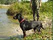 go�czy polski
 Nero - Car z hod. Czarny Tulipan