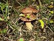 Owoce Le�ne
