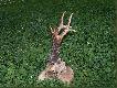 Potr�cony rogacz
