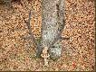 niespodziewane znalezisko
Ten wieniec jelenia byka znalaz� przez przypadek jeden z naganiaczy  w trzcinowisku podczas polowania zbiorowego w rejonie 108 Resko nale�acym do Ko�a �owieckiego Knieja Szczecin.Tylko pozazdro�cic takiego szcz�cia.