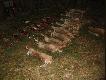Pokot po pierwszym dniu polowania. 1 lis, 14 zajecy, 9 ba�ant�w i jedna kaczka