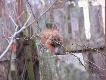 Sciurus vulgaris :-))
