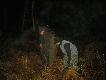 Koledzy niedzia i paprotny i koleanka artemis w czasie poszukiwania postrzaka byka paprota. 10.11.2006r.