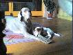 Bryza(8 lat) i Dasza(3,5mies.)