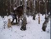 Zima w �owisku, sto��wka
Podczas mroz�w ze sto��wk� trzeba by�o bywa� minimum raz w tygodniu.