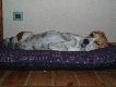 Najbardziej leniwy pies �wiata
Moja stara sunia beagle.  I nowa spanielka.