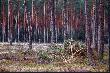 Przedwio�nie w lesie
