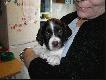 Ma�y musterlander

