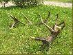 Kilka par dla pasjonat�w zrzut�w:-)))
