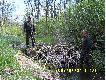 Tama w Le�nictwie Olszyna. 