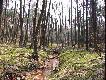 Coraz cz�stsza melioracja prowadzona w lasach umo�liwi�a powstanie wielu staw�w hodowlanych.