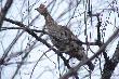 Koniec kwietnia 2007. Ruffed Grouse.