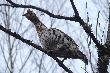 Ruffed Grouse (2007.04.27)