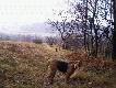 lakus dalej znosi patyki na ognisko a Tija jak na sunie przysta�o pilnuje porz�dku i zagania Lakusa do roboty :). Wystarczy jeden jej u�miech :) i Lakus przeniesie nawet najci�sz� ga���...