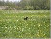 cyga
Czarna ze Wzg�rz Strzeli�skich, zwana Cyg� (7,5 miesi�ca)