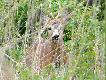 rogacz, z podchodu, na zr�bie.
Uwielbia�em polowa�  na rogacze.  Najbardziej urzeka�y spotkania z, ju�, wyfarbowanymi, na zr�bach. Czerwona plama na tle zieleni zr�bu zawsze podnieca�a i przyprawia�a o szybsze bicie serca, a ostro�ne podchodzenie po zr�bie to kolejna atrakcja i wyzwanie.  Wczoraj "b�r zdarzy�" na zaro�ni�tym trawami zr�bie pi�knego, tym razem, do�� mocnego, wid�aka. Kolejny raz prze�ywa�em p� godziny ca�kowitego zapomnienia.
Zauroczenie rogaczami od wielu lat trwa i "trwa ma�". 