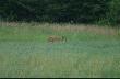 Po 15 min. wysz�a �ania jelenia.