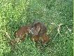 fajnie pole�ec w trawce