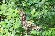 Tak wygl�da Ruffed Grouse letni� por� (to m.innymi dla tych, co ju� nied�ugo przylec� do Kanady, by na nie zapolowa�).