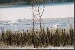 Temperatura powietrza (bez uwzgldnienia wiatru), minus 31 stopni C. 

Grayna wypatrzya i sfotografowaa z wysokiego wzgrza grup jeleni wirginijskich idcych brzegiem jeziora.