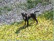 Bieszczadzkie Diab�y II
A to moje ,, djabe�ki ,, -ju� maj� Tyson 6 miesi�cy a Umbra 5 