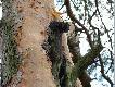 Granat modzierzowy w bity w drzewo na wysokoci 15 m.