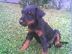 Moja ma�a pirania
Haga :)
z domu Dunka ze Wzg�rz Strzeli�skich ur. 27.05.2007r
Matka: Hera z Bielawskeij Z�aji
Ojciec: Fuks Askiras CH.PL
